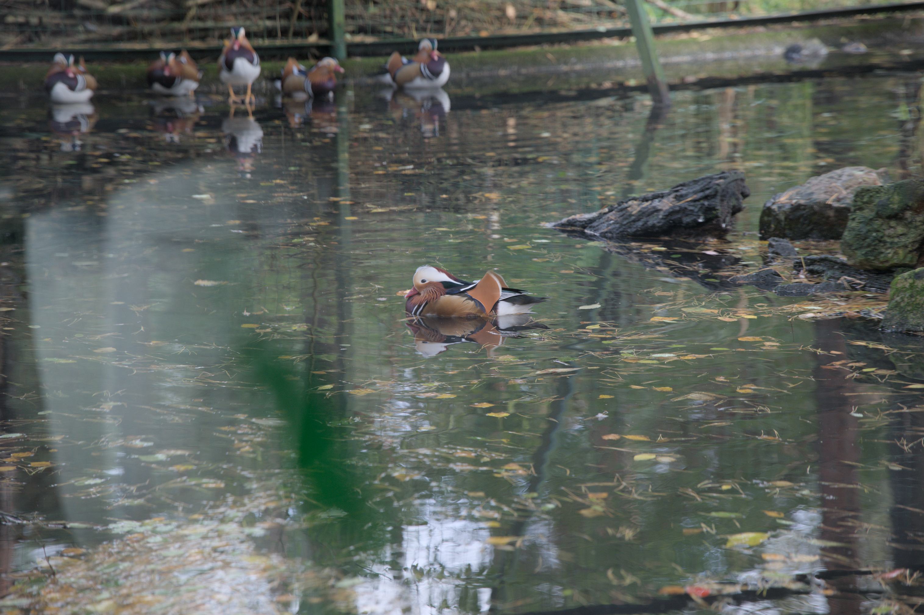 2025/10/12 - zoo/DSC_0029.jpg